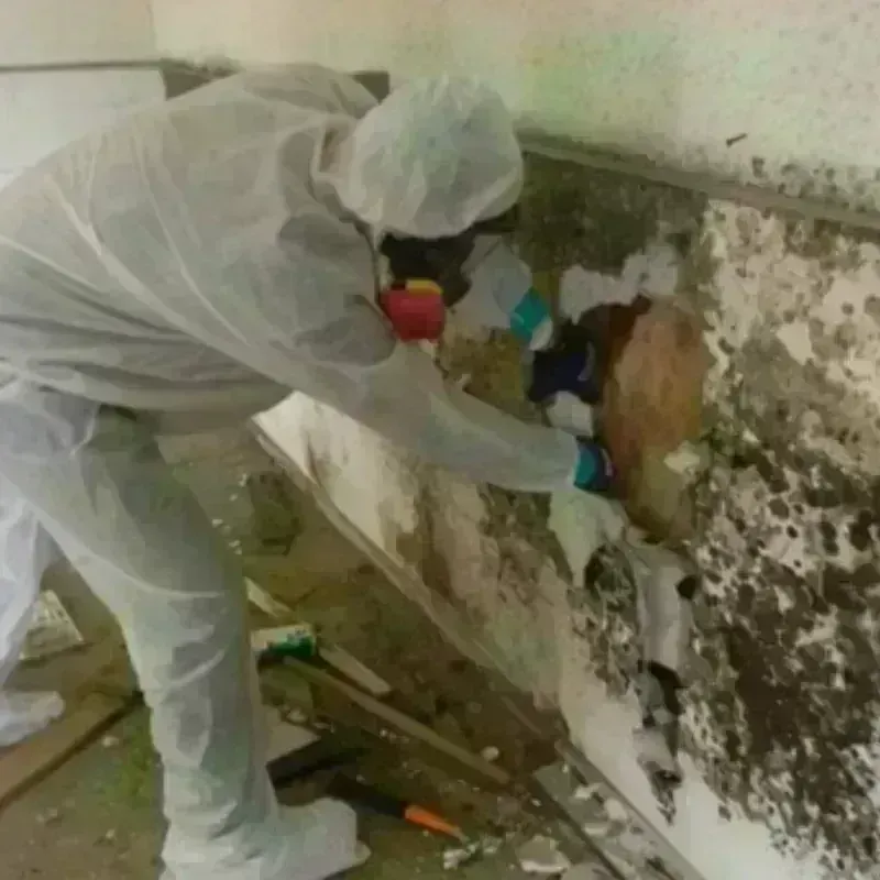 Mold Remediation and Removal in Jim Wells County, TX